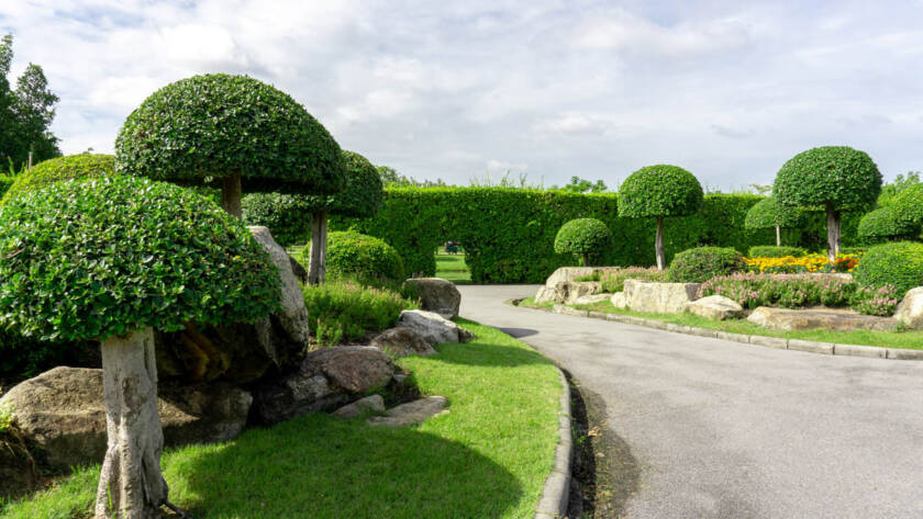 Topiary garden style, asphalt road in the gardens with geometric shape of bush and shrub, decoration with colorful flowering plant blooming, green leaf of Philippine tea plant is border, greenery trees, under clouds blue sky in a good care landscapes public park