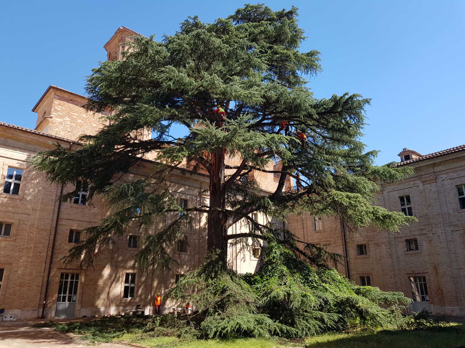 Arboricoltore certificato